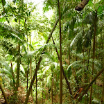 Large ferns close to Muirs Lookout in the Watagans (320225)