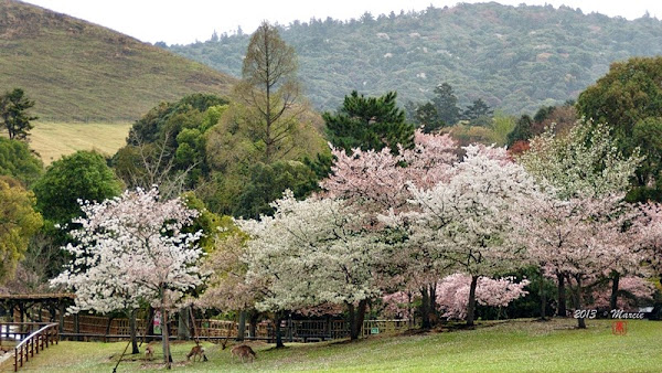 奈良 春日大社&奈良公園(なら)