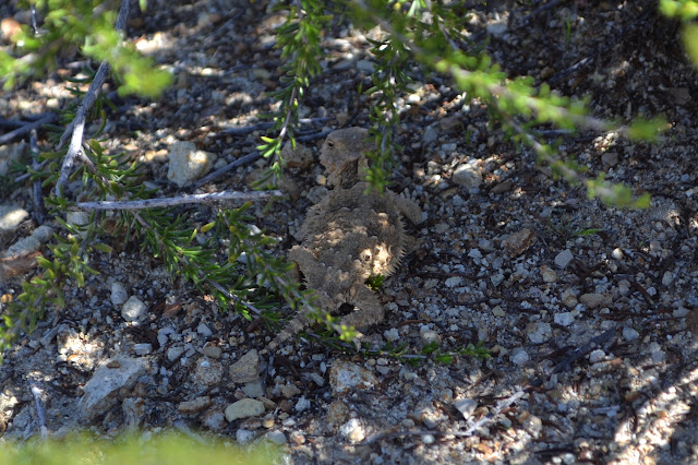 wide lizard covered in horns