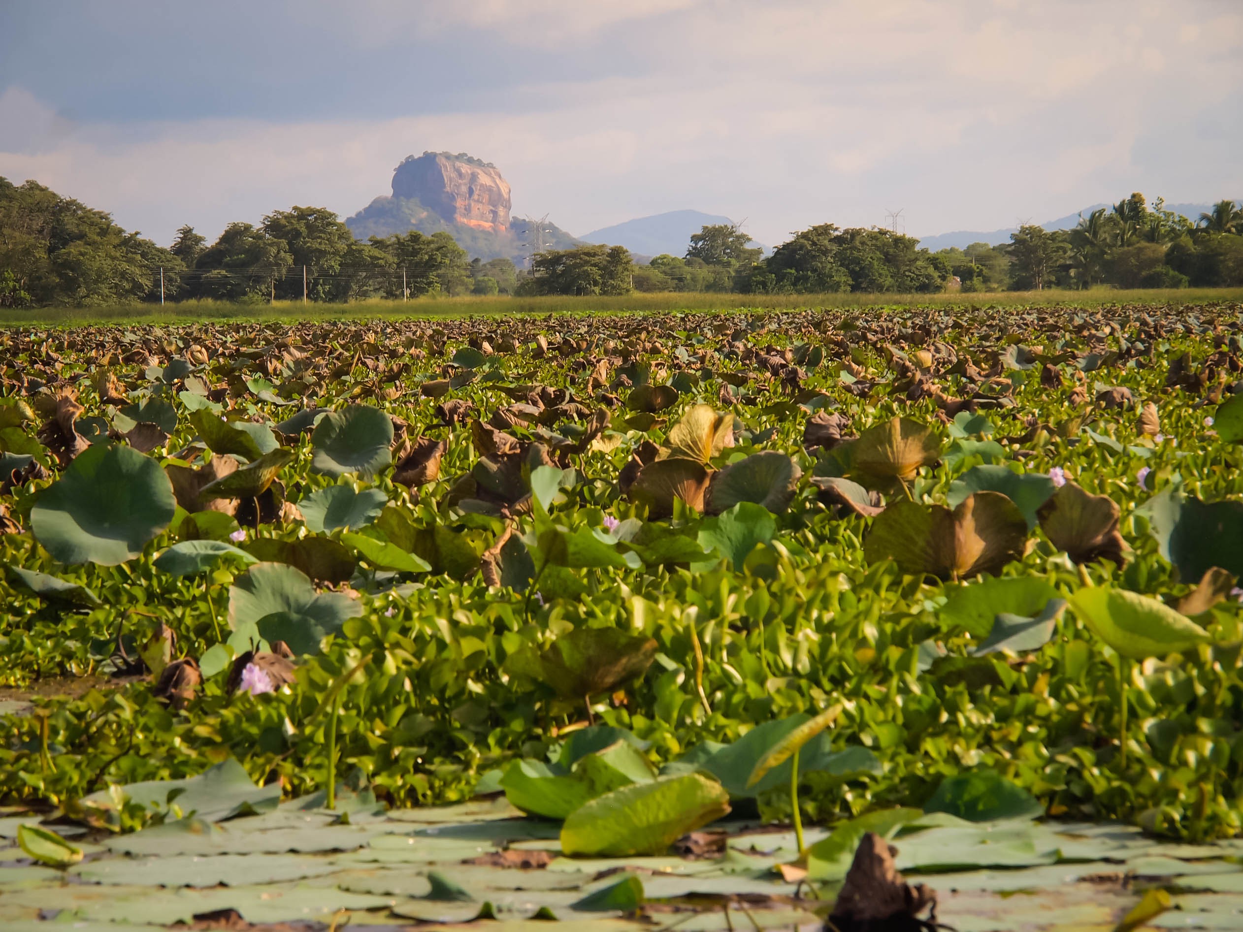 Sigiriya from across a lake