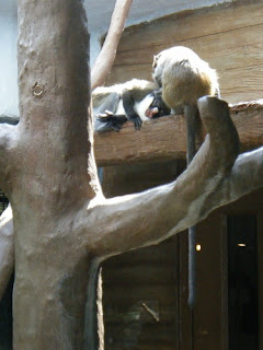 Tulsa Zoo ~ Monkeys