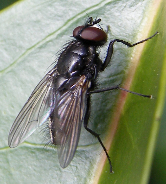Muscid Fly - Life and Opinions - Life and Opinions