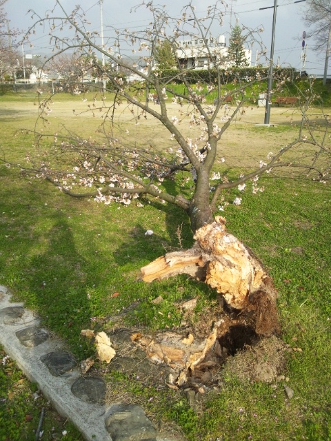 【動画】春嵐-石手川公園の桜が倒れていました。