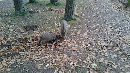 Wild- und Wanderpark Südliche Weinstrasse