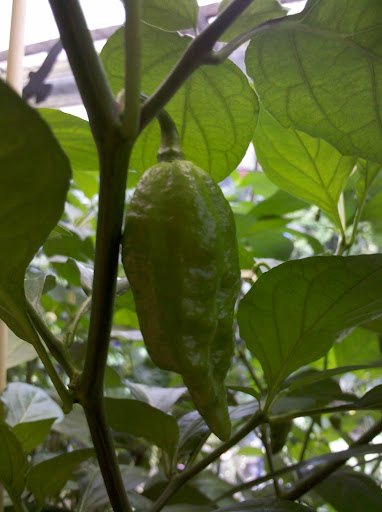 2012-08-04_12-03-07_417.jpg