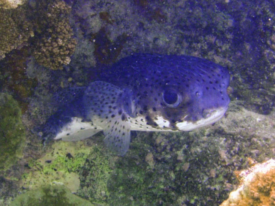 Diodon hystrix (Porcupinefish), Rarotonga.