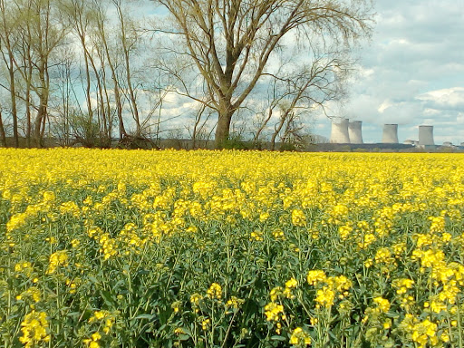 Centrale Nucléaire de Production d'Electricité de Cattenom