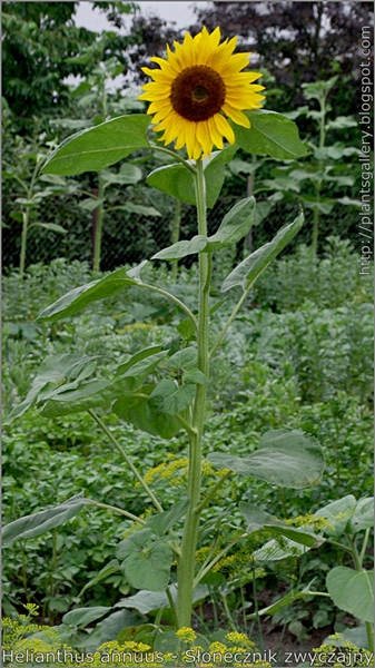Helianthus annuus habit - Słonecznik zwyczajny  pokrój kwitnącej rośliny