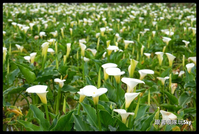 【陽明山竹子湖一日遊景點】繡球花．黑森林．美食