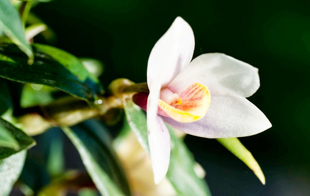 Dendrobium Flower Baby (cuthbertsonii x victoriae-reginae) _DSC0075