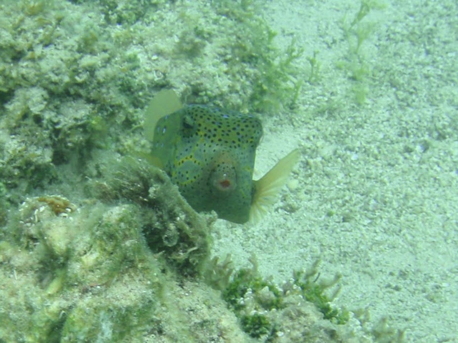 Ostracion cubicus (Yellow Boxfish), Rarotonga.