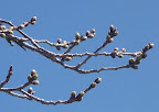 標高の高い河口湖の桜は、まだツボミUP 2012-04-20T05:17:08.000Z