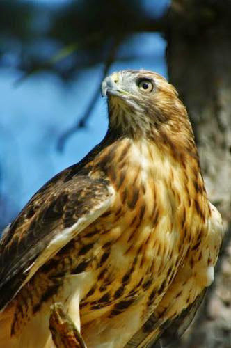 The Red Tailed Hawk As Your Totem