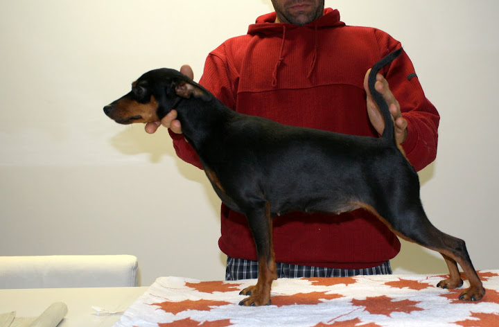 Pinscher%252520241.jpg