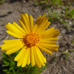 Yellow flower (357413)