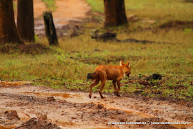 Wild Dog at Nagarhole National Park