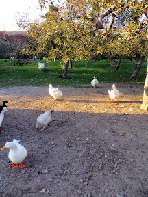 Feeding 25 cents worth of corn kernels to geese and ducks at Fly Creek Cider Mill