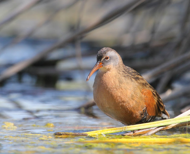 IMAGE: https://lh6.googleusercontent.com/-0Yq_7w3K80Q/TnecFJOO8RI/AAAAAAABNsQ/vHylTJKhHqA/s800/WS_094736r.jpg