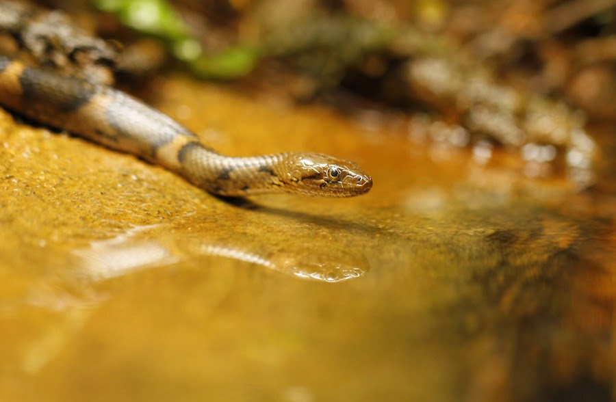 Keelback Water Snake