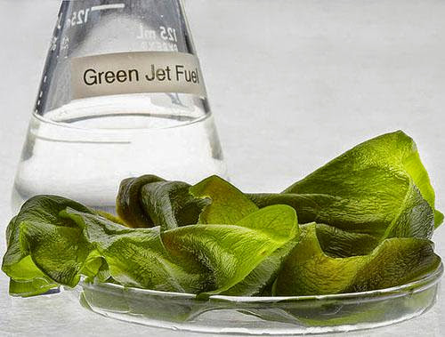 Researchers On New Ways To Produce Bio Fuel From Algae