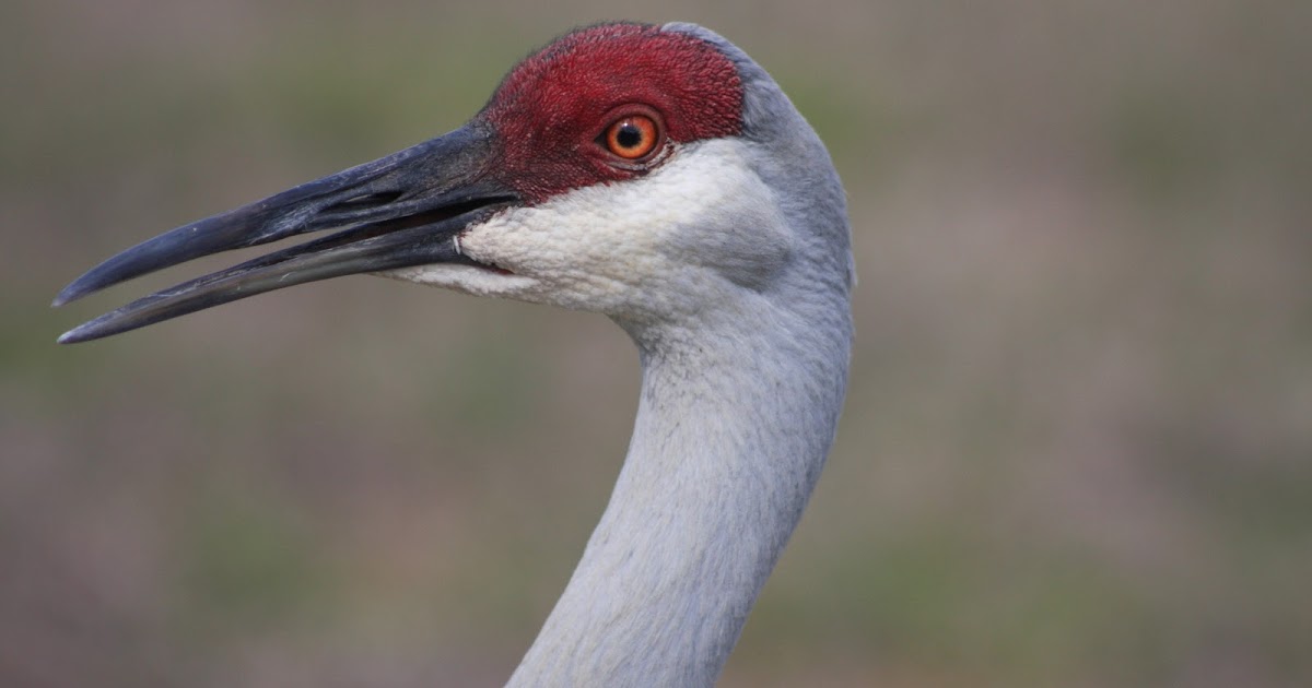 Griff's Bird Photos: Coming Soon~ Birds of Kissimmee Florida