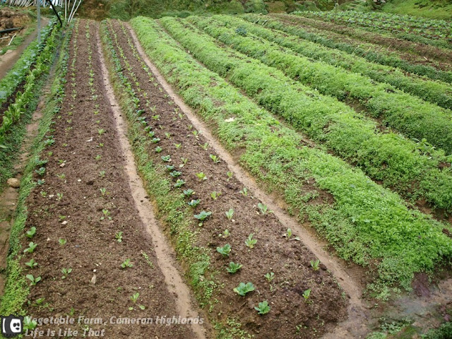 Vegetable Farms in Cameron Highlands picture cameron highlands escapade  photo