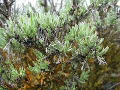 Artemisia rigida (Stiff sagebrush)