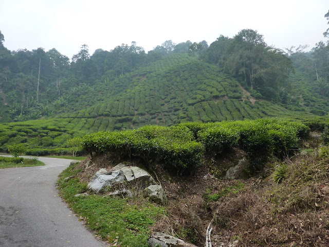 Blog de voyage-en-famille : Voyages en famille, Cameron Highlands, au pays du thé