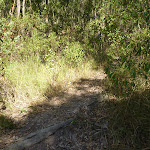 Faint track into forest near the foreshore of Lake Macquarie (403780)
