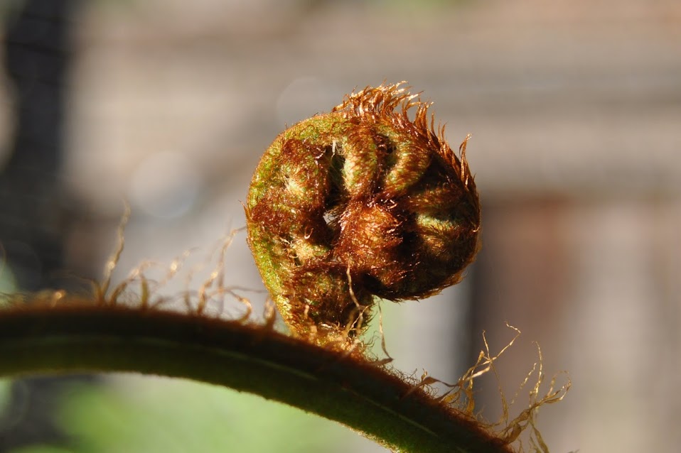 Asparagus Fern: Keeping it Green Since 1988 – Gardening Nirvana