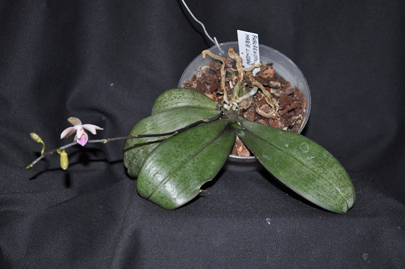 Phalaenopsis Marie Linden DSC_0015