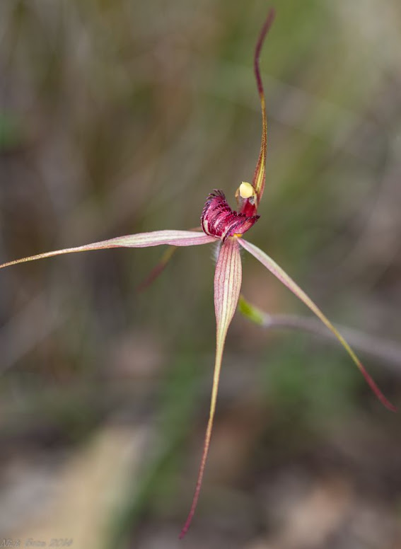 378A9215_Spider_orchid.jpg