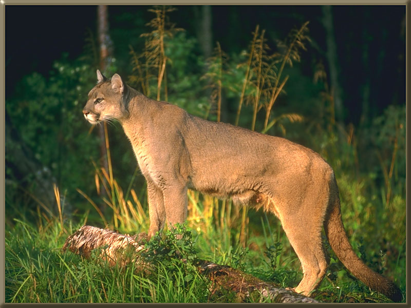 True Wild Life: Puma