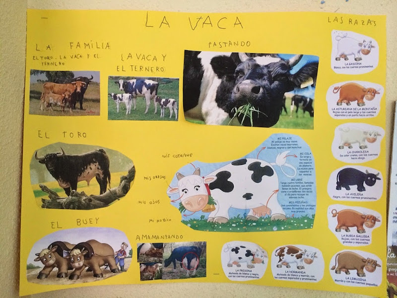 ANIMALES DE LA GRANJA: VACA | Clases de 5 años del Ceip Gonzalo Fernández de  Córdoba (Madrid)