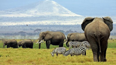 Water for elephants needed in parched Zimbabwe