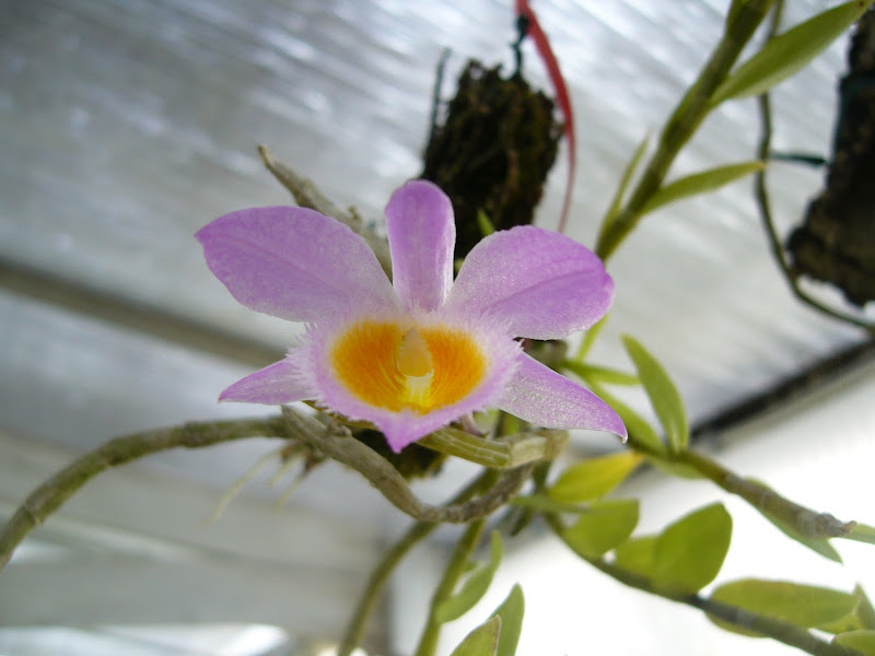 Dendrobium loddigesii P1080011
