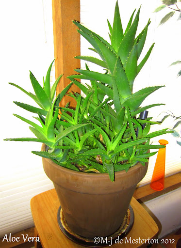 Elegant Aloe Vera Plant