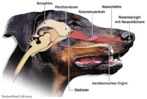 Nasenerkrankung Hund