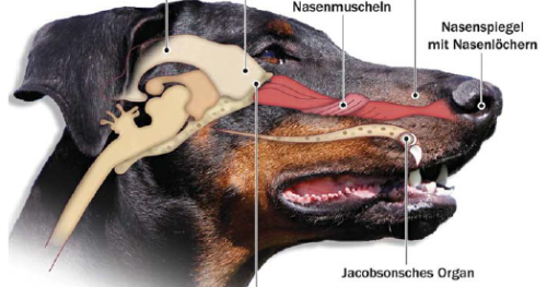 Gesunde Hunde Online Nur Schnupfen oder doch viel mehr