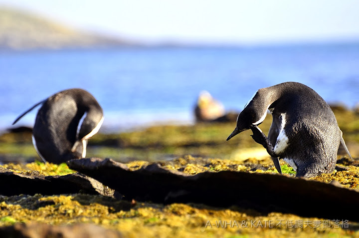 【南極遊輪探索旅遊】麥哲倫企鵝 Magellanic Penguin@福克蘭群島