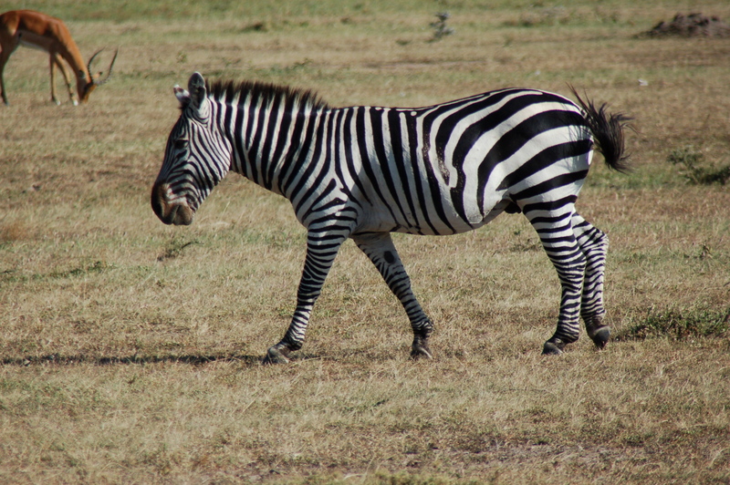 El zoo más grande del mundo - Kenya (2009) - Blogs de Kenia - Maasai Mara (27-29 de junio de 2009) (11)