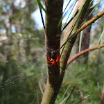 Red spider The Oaks Fire Trail (74091)