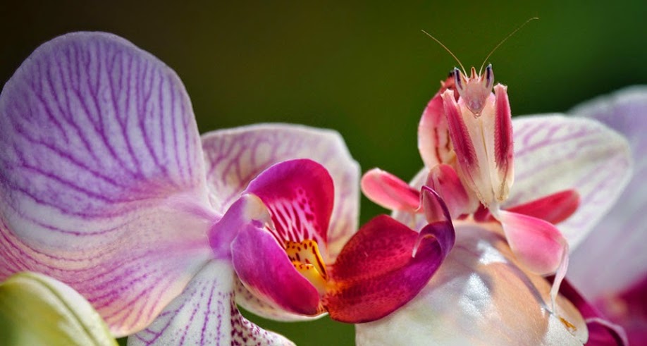orchid-mantis.jpg