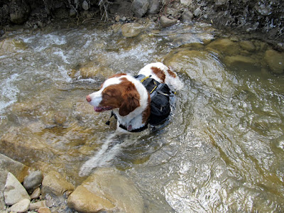 Torrey taking a dip in Gordon Creek