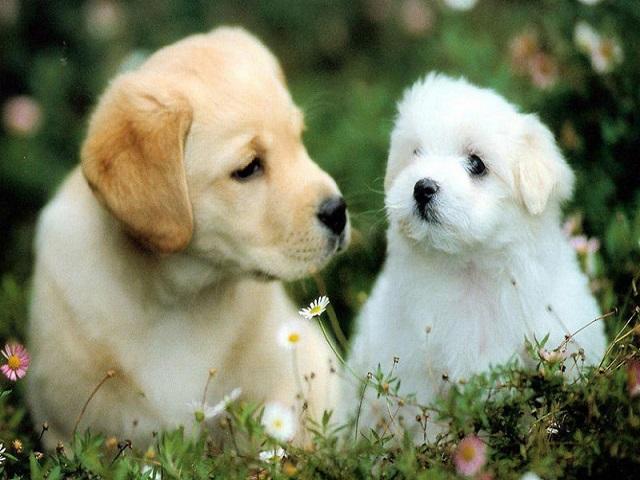 Người tuổi Tuất tốt bụng và luôn giúp đỡ người khác