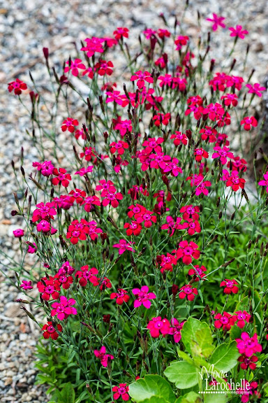 Dianthus confetti Cherry Red Dianthus-confetti-cherry-red-140622-79rm