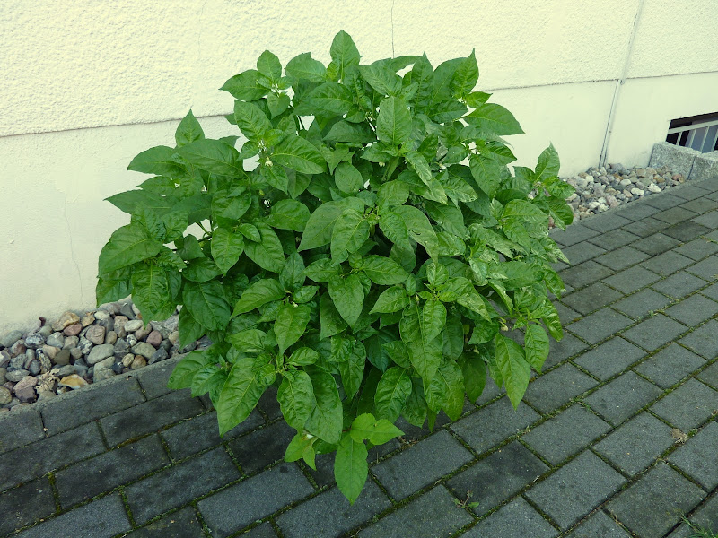 P1280008.JPG