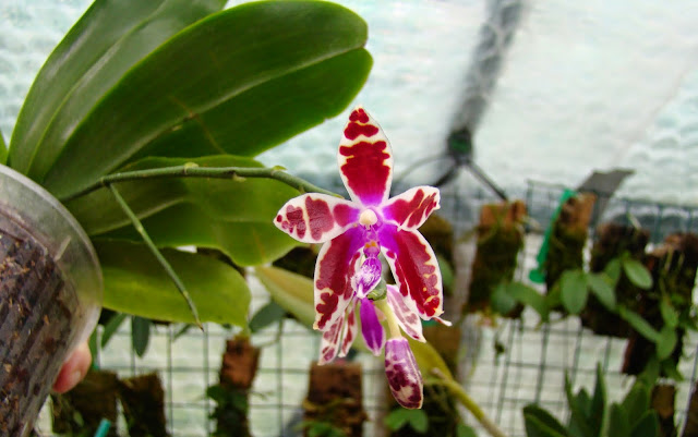 Phalaenopsis mariae DSC02787
