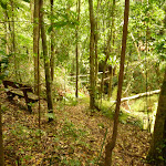 Timber step overlooking Gap Creek in moist rainforest  (323975)
