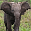 Elephant picture
